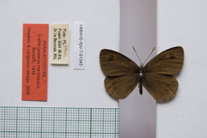 Erebia tyndarus macedonica Buresch, 1919 [paralectotype NMNHSINV01045] (c) National Museum of Natural History, BAS — Invertebrates Collection (NMNHS-INV)