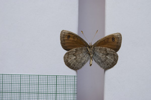 Erebia tyndarus macedonica Buresch, 1919 [paralectotype NMNHSINV01045] (2) (c) National Museum of Natural History, BAS — Invertebrates Collection (NMNHS-INV)