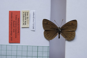 Erebia tyndarus macedonica Buresch, 1919 [паралектотип NMNHSINV01046] (c) Национален природонаучен музей, БАН — Колекция Безгръбначни животни (NMNHS-INV)