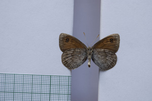 Erebia tyndarus macedonica Buresch, 1919 [паралектотип NMNHSINV01046] (2) (c) Национален природонаучен музей, БАН — Колекция Безгръбначни животни (NMNHS-INV)