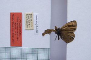 Erebia tyndarus macedonica Buresch, 1919 [паралектотип NMNHSINV01049] (c) Национален природонаучен музей, БАН — Колекция Безгръбначни животни (NMNHS-INV)