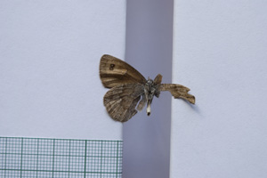 Erebia tyndarus macedonica Buresch, 1919 [паралектотип NMNHSINV01049] (2) (c) Национален природонаучен музей, БАН — Колекция Безгръбначни животни (NMNHS-INV)