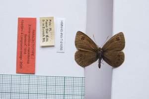 Erebia tyndarus macedonica Buresch, 1919 [паралектотип NMNHSINV01050] (c) Национален природонаучен музей, БАН — Колекция Безгръбначни животни (NMNHS-INV)