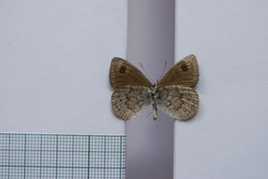 Erebia tyndarus macedonica Buresch, 1919 [паралектотип NMNHSINV01050] (2) (c) Национален природонаучен музей, БАН — Колекция Безгръбначни животни (NMNHS-INV)