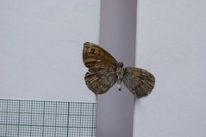 Erebia tyndarus macedonica Buresch, 1919 [paralectotype NMNHSINV01051] (2) (c) National Museum of Natural History, BAS — Invertebrates Collection (NMNHS-INV)