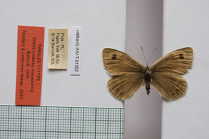 Erebia tyndarus macedonica Buresch, 1919 [paralectotype NMNHSINV01052] (c) National Museum of Natural History, BAS — Invertebrates Collection (NMNHS-INV)