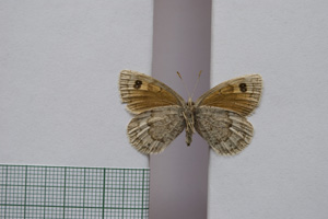 Erebia tyndarus macedonica Buresch, 1919 [paralectotype NMNHSINV01052] (2) (c) National Museum of Natural History, BAS — Invertebrates Collection (NMNHS-INV)