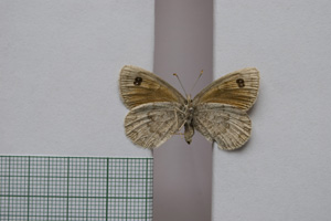 Erebia tyndarus macedonica Buresch, 1919 [паралектотип NMNHSINV01053] (2) (c) Национален природонаучен музей, БАН — Колекция Безгръбначни животни (NMNHS-INV)