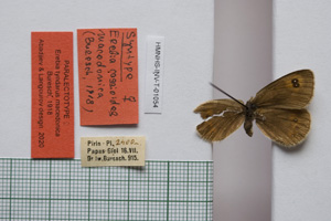 Erebia tyndarus macedonica Buresch, 1919 [паралектотип NMNHSINV01054] (c) Национален природонаучен музей, БАН — Колекция Безгръбначни животни (NMNHS-INV)