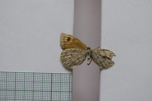 Erebia tyndarus macedonica Buresch, 1919 [паралектотип NMNHSINV01054] (2) (c) Национален природонаучен музей, БАН — Колекция Безгръбначни животни (NMNHS-INV)