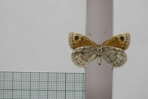Erebia tyndarus macedonica Buresch, 1919 [лектотип NMNHSINV01055] (2) (c) Национален природонаучен музей, БАН — Колекция Безгръбначни животни (NMNHS-INV)