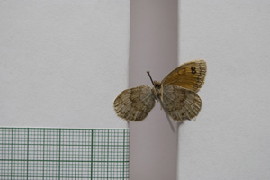 Erebia tyndarus macedonica Buresch, 1919 [paralectotype NMNHSINV01058] (2) (c) National Museum of Natural History, BAS — Invertebrates Collection (NMNHS-INV)