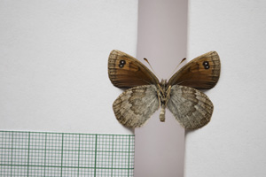 Erebia cassioides centrorilica Abadjiev, 2001 [паратип NMNHSINV01072] (2) (c) Национален природонаучен музей, БАН — Колекция Безгръбначни животни (NMNHS-INV)