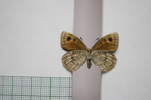 Erebia cassioides centrorilica Abadjiev, 2001 [paratype NMNHSINV01074] (2) (c) National Museum of Natural History, BAS — Invertebrates Collection (NMNHS-INV)