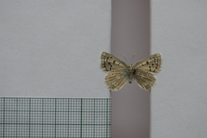 Lycaena orbitulus rebeli Tuleschkow, 1932 [syntype NMNHSINV01075] (2) (c) National Museum of Natural History, BAS — Invertebrates Collection (NMNHS-INV)