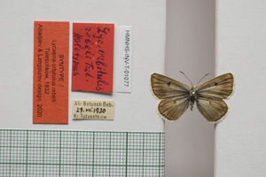 Lycaena orbitulus rebeli Tuleschkow, 1932 [syntype NMNHSINV01077] (c) National Museum of Natural History, BAS — Invertebrates Collection (NMNHS-INV)