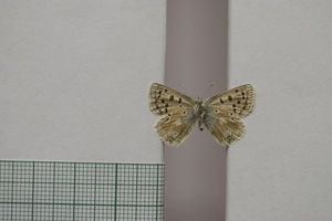 Lycaena orbitulus rebeli Tuleschkow, 1932 [syntype NMNHSINV01077] (2) (c) National Museum of Natural History, BAS — Invertebrates Collection (NMNHS-INV)