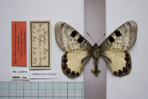 Doritis apollinus thracica Buresch, 1915 [паралектотип NMNHSINV01097] (c) Национален природонаучен музей, БАН — Колекция Безгръбначни животни (NMNHS-INV)