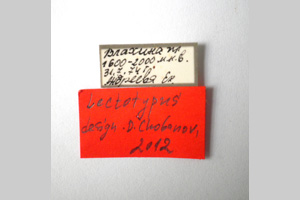 Poecilimon pechevi Andreeva, 1978 [lectotype NMNHSINV0252] (2) (c) National Museum of Natural History, BAS — Invertebrates Collection (NMNHS-INV)