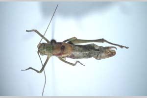 Poecilimon bulgaricus Andreeva, 1980 [paratypes NMNHSINV0253] (c) National Museum of Natural History, BAS — Invertebrates Collection (NMNHS-INV)
