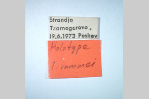 Isophya rammei Peshev, 1981 [holotype NMNHSINV0261] (2) (c) National Museum of Natural History, BAS — Invertebrates Collection (NMNHS-INV)