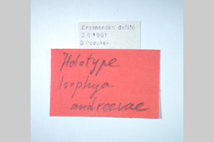 Isophya gulae Peshev, 1981 [holotype NMNHSINV0264] (2) (c) National Museum of Natural History, BAS — Invertebrates Collection (NMNHS-INV)