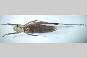 Isophya plevnensis Peshev, 1985 [holotype NMNHSINV0265] (c) National Museum of Natural History, BAS — Invertebrates Collection (NMNHS-INV)
