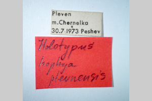 Isophya plevnensis Peshev, 1985 [holotype NMNHSINV0265] (2) (c) National Museum of Natural History, BAS — Invertebrates Collection (NMNHS-INV)