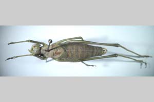 Isophya pravdini pravdini Peshev, 1985 [syntypes NMNHSINV0266] (c) National Museum of Natural History, BAS — Invertebrates Collection (NMNHS-INV)