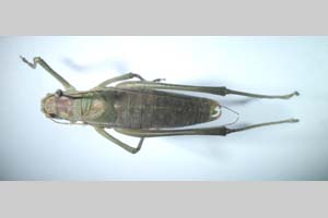 Isophya miksici Peshev, 1985 [holotype NMNHSINV0268] (c) National Museum of Natural History, BAS — Invertebrates Collection (NMNHS-INV)