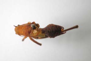 Isophya tschirpanensis Nedelkov, 1908 [syntype NMNHSINV0249] (c) National Museum of Natural History, BAS — Invertebrates Collection (NMNHS-INV)