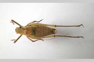 Isophya bureschi Peshev, 1959 [syntypes NMNHSINV0250] (c) National Museum of Natural History, BAS — Invertebrates Collection (NMNHS-INV)