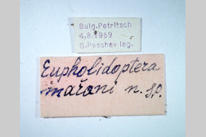 Eupholidoptera marani Peshev, 1960 [holotype NMNHSINV0272] (2) (c) National Museum of Natural History, BAS — Invertebrates Collection (NMNHS-INV)