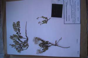 Aethionema rhodopaeum D. Pavlova [холотип SOXXXXXX0002] (c) Софийски университет ‘Св. Климент Охридски’ — Хербариум на Биологически факултет (SO)