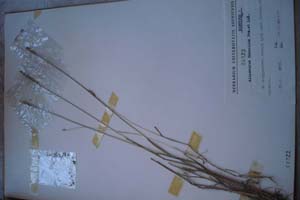 Alopecurus thracicus Pen. et Kož. [синтип SOXXXXXX0004] (c) Софийски университет ‘Св. Климент Охридски’ — Хербариум на Биологически факултет (SO)