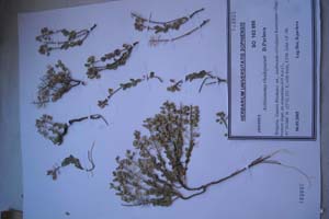 Aethyonema rhodopaeum D. Pavlova [изотип SOXXXXXX0006] (c) Софийски университет ‘Св. Климент Охридски’ — Хербариум на Биологически факултет (SO)