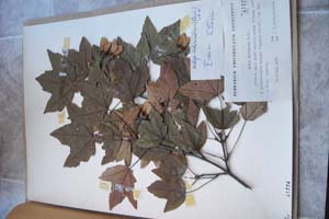 Acer hyrcanum F. M. ssp. intermedium (Panč) [тип SOXXXXXX0018] (c) Софийски университет ‘Св. Климент Охридски’ — Хербариум на Биологически факултет (SO)