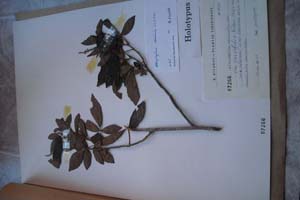 Allophylus cominia (L.) Sw. var. parvofolia (var. nov) [holotype SOXXXXXX0021] (c) Sofia University ‘St. Kliment Ohridski’ — Biological Faculty — Herbarium (SO)