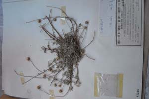 Anthemis tenuiloba DC. var. thasia Stoj. et Kit. (var. n.) [изотип SOXXXXXX0029] (c) Софийски университет ‘Св. Климент Охридски’ — Хербариум на Биологически факултет (SO)