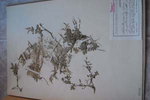 Aubrieta gracilis Sprun. var. pirinica Stoj. et Acht. [холотип SOXXXXXX0044] (c) Софийски университет ‘Св. Климент Охридски’ — Хербариум на Биологически факултет (SO)