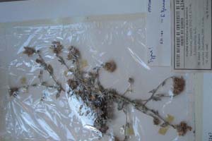 Centaurea ipsaria Stoj. et Kit. f. intermedia n.f. [тип SOXXXXXX0055] (c) Софийски университет ‘Св. Климент Охридски’ — Хербариум на Биологически факултет (SO)
