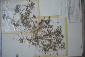 Cardamine graeca L. ssp. Thasia [type SOXXXXXX0066] (c) Sofia University ‘St. Kliment Ohridski’ — Biological Faculty — Herbarium (SO)
