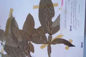 Melicocca bijuga L. f. alata Kitan. [холотип SOXXXXXX0112] (c) Софийски университет ‘Св. Климент Охридски’ — Хербариум на Биологически факултет (SO)