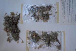 Minuartia graminifolia (Ard.) Jav. ssp. Clandestina (Port.) Mattf. F. macedonica Kiatn. [holotype SOXXXXXX0114] (c) Sofia University ‘St. Kliment Ohridski’ — Biological Faculty — Herbarium (SO)
