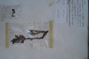 Orobanche pančiči Beck. f. gymnandra [холотип SOXXXXXX0124] (c) Софийски университет ‘Св. Климент Охридски’ — Хербариум на Биологически факултет (SO)