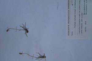 Plantago dardanae Rexhepi et Dimitrov [холотип SOXXXXXX0130] (c) Софийски университет ‘Св. Климент Охридски’ — Хербариум на Биологически факултет (SO)