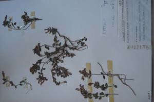 Scutellaria alpina L. var. olympica [холотип SOXXXXXX0140] (c) Софийски университет ‘Св. Климент Охридски’ — Хербариум на Биологически факултет (SO)
