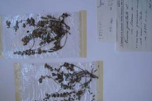 Veronica prostrata L. var. deorum [холотип SOXXXXXX0164] (c) Софийски университет ‘Св. Климент Охридски’ — Хербариум на Биологически факултет (SO)