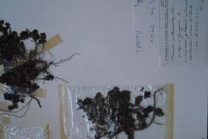 Veronica satureioides Vis. ssp.olympica [тип SOXXXXXX0165] (c) Софийски университет ‘Св. Климент Охридски’ — Хербариум на Биологически факултет (SO)