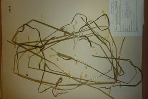 Secale rhodopaeum Guss. [isotype SOAXXXXX0155] (c) Agricultural University of Plovdiv — Herbarium (SOA)